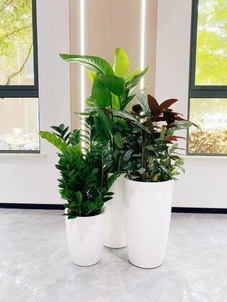 杭州湾盆景出租设计